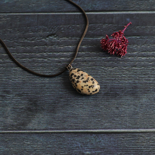 Dakota's Dalmatian Jasper