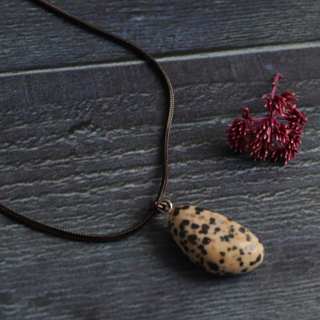Dakota's Dalmatian Jasper
