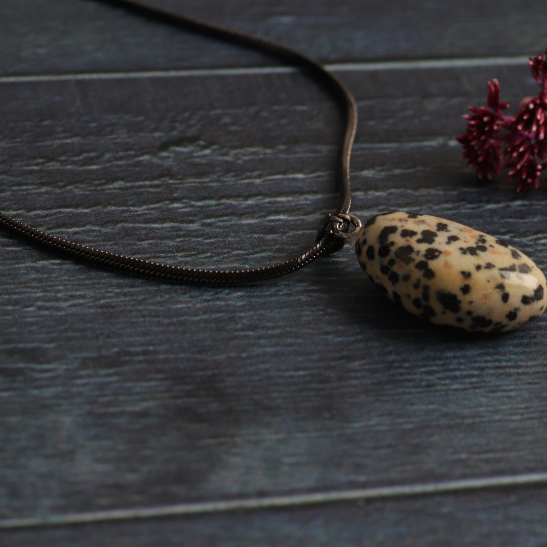 Dakota's Dalmatian Jasper